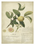 Descube Botanical I Wydruk giclee autor A. Descube