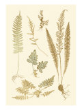Fern Impressions III Giclee-trykk av Henry Bradbury