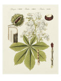 Rosskastanie Giclée-Druck von Bertuch 