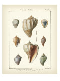 Volute Shells, Pl.384 Gicleetryck av Diderot Volute Shells, Pl.384 Gicleetryck av Diderot