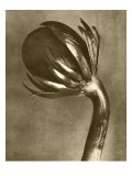 Sepia Botany Study VI Impressão giclée por Vision Studio