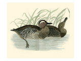 Morris Ducks II Giclee Print by Reverend Francis O. Morris