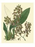 Antique Orchid Study III Giclee Print by Syndenham Edwards