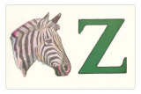 Z, Zebra Photo