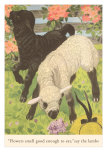 Black and White Lamb Posters