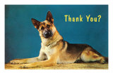 Thank You? Quizzical German Shepherd Láminas Thank You? Quizzical German Shepherd Láminas