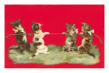 Kittens Playing Tug of War Posters