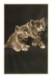 Kittens Coughing Up Hairballs Posters