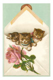 Kittens in Envelope with Rose Prints