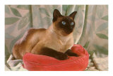 Siamese Cat on Pillow Kunstdruck