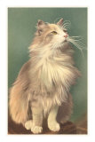 Fluffy Cat Posters
