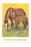Colt Stays Near Mother Poster