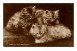 Sepia Photograph of Kittens Posters