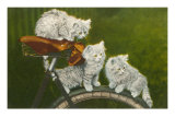 Tres gatos en una bicicleta Láminas Tres gatos en una bicicleta Láminas