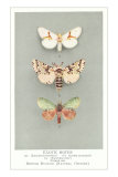 Exotic Moths Posters