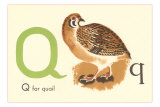 Q is for Quail Posters