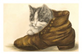 Kitten in Shoe Photo
