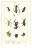 Various Kinds of Beetles Prints