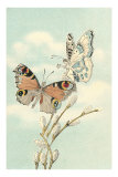 Butterfly People on Pussy Willows Posters