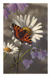 Papillon sur une pâquerette Affiches