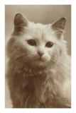 Serious Cat Posters