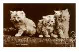 Sepia Photograph of Kittens Poster