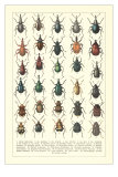 Lots of Beetles Kunstdrucke