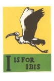 I is for Ibis Photographie