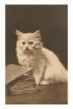 Chaton blanc et livre/Chats Affiches