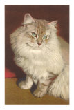 Fluffy Cat Posters