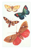 Moths, Butterflies Posters