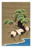 Cranes Along Riverbank Prints