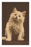 Chaton aux aguets Poster