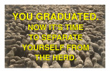 You Graduated, Flock of Sheep Photo