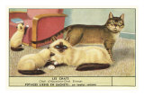 Exotic Cats Poster