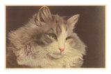 Fluffy Cat Posters