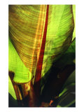 Tropical Leaf 3 Lámina giclée por Porter Design Tropical Leaf 3 Lámina giclée por Porter Design