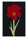 Amaryllis Giclee Print by Soraya Chemaly