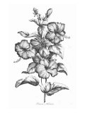 Crimson Hibiscus Giclee Print by Porter Design 