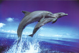 Dolphins - Leap - Poster Dolphins - Leap - Poster