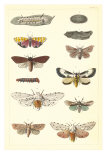 Varieties of Moth Fotografía