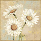 Beautiful Daisies I Poster by Daphne Brissonnet