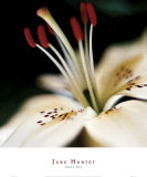 White Lily Prints by June Hunter