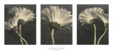 Five Daisy Prints by Dianne Poinski