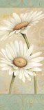 Beautiful Daisies II Prints by Daphne Brissonnet