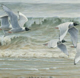 Au Fil de l'Eau III Prints by Pierre Leduc