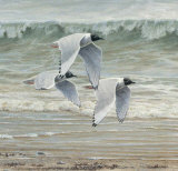 Au Fil de l'Eau II Poster by Pierre Leduc