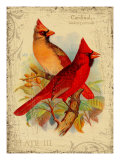 Rouge cardinal reproduction procédé giclée par Kate Ward Thacker