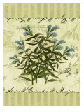 Thyme Giclee Print by Kate Ward Thacker