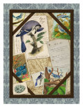 Blue Jay Giclee Print by Kate Ward Thacker